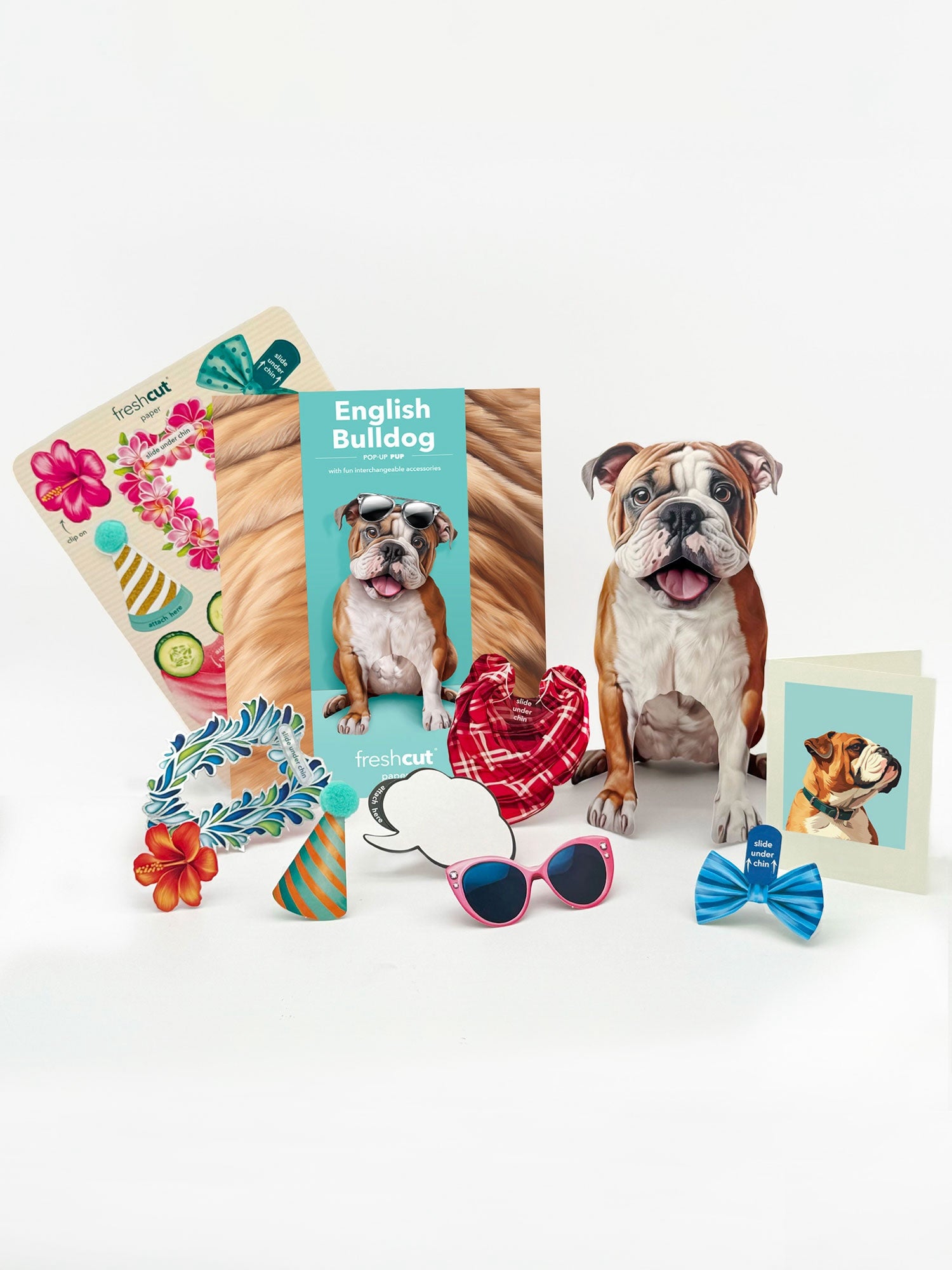English Bulldog Pop-Up Pup with accessories
