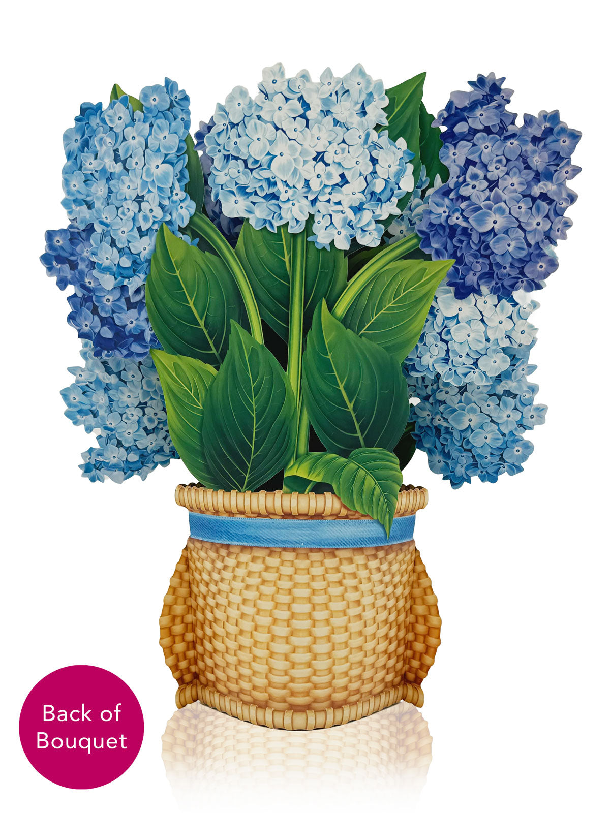 Back of Nantucket Hydrangeas